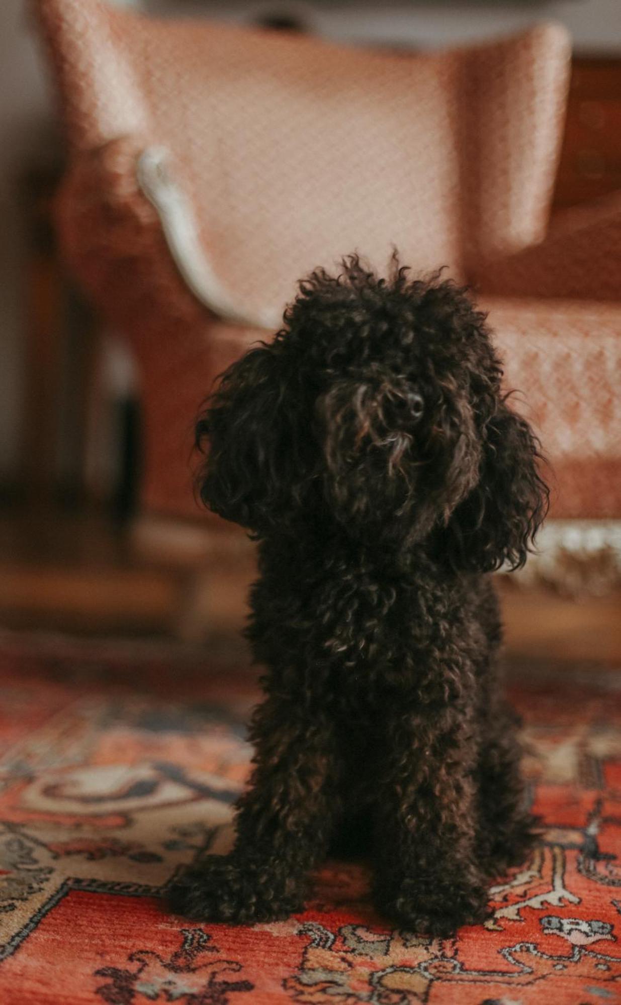 Promenade Hotel リエパーヤ エクステリア 写真 A black toy poodle